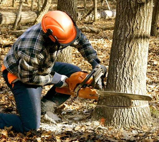 Tree Removal in Four Oaks, NC